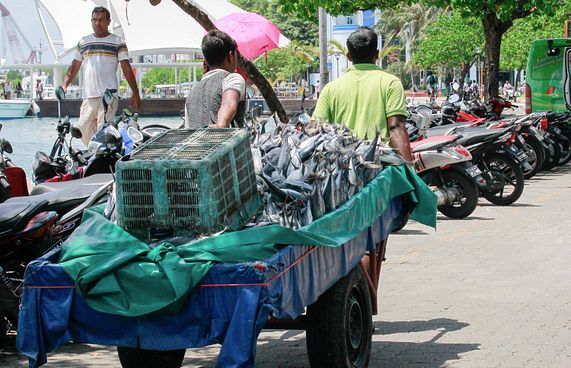 މަހުން ހާއްސަ އަގެއް ހޯދައިދޭ އެއްބަސްވުމަށް ތާއީދު