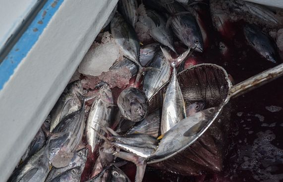 ފާނަ އެކްސްޕޯޓު ކުރުމަށް އެތެރެކުރާ ތަކެތިން ޑިއުޓީ