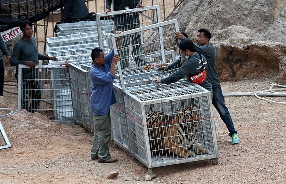 ފައްޅިއަކުން 137 މިނިކާވަގު ހިފަނީ