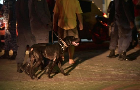 މާލެތެރެއަށް ކުއްތާތައް ނެރެގެން ތަމްރީނެއް ހިންގަނީ