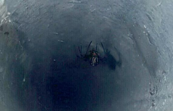 އަޑި ޕާކު ސަރަހައްދުން ބްލެކް ވިޑޯތަކެއް ފެނިއްޖެ