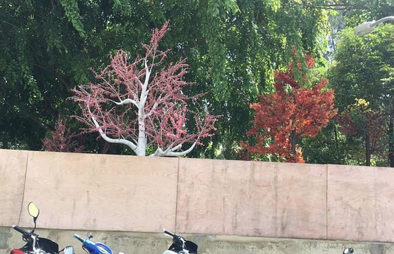 ޕާކް ނުހުޅުވި ލަސްވަނީ ބައެއް ތަކެތި ބޭރުން ގެންނާތީ