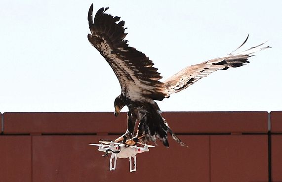 ޑްރޯންތައް ހުއްޓުވަން ބާޒުގެ ލަޝްކަރެއް ނެރެފި