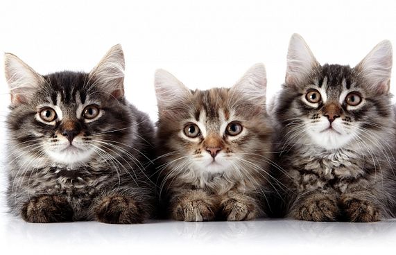 ކައުނުގައި ވާ ކޮންމެ އެއްޗެއް ވެސް ތަފާތު