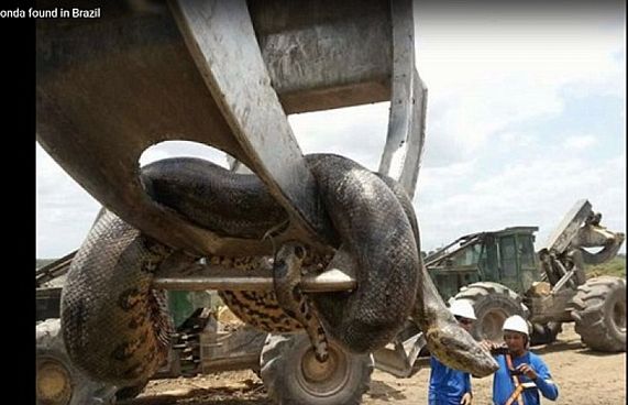 33 ފޫޓް ދިގު، 400 ކިލޯ ބަރު ހަރުފައެއް ފެނިއްޖެ