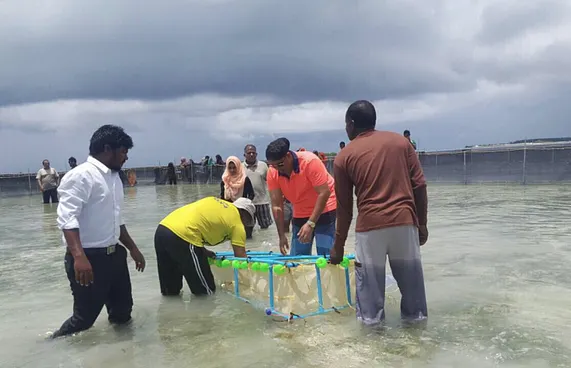 ހުއިފިލަނޑާ އާލާކުރުމުގެ މަސައްކަތް އިސްދޫގައި ފަށައިފި