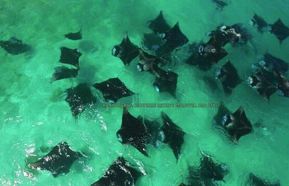 ހަނިފަރަށް ގަވާއިދާ ޚިލާފަށް ވަން ޔޮޓެއް ޖޫރިމަނާކޮށްފި