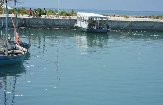 މަސް މަރުވުން ހައްލުނުވި ވައިކަރަދޫގެ ފަޅުތެރެ