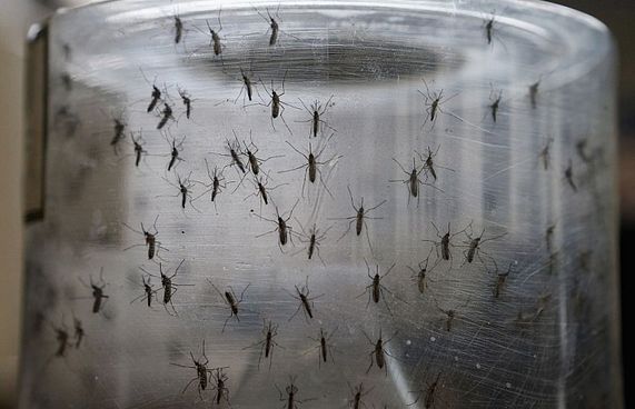 ރާއްޖެ އައި ކޮރެއާ މީހަކަށް ޒިކާ ވައިރަސް ޖެހިއްޖެ