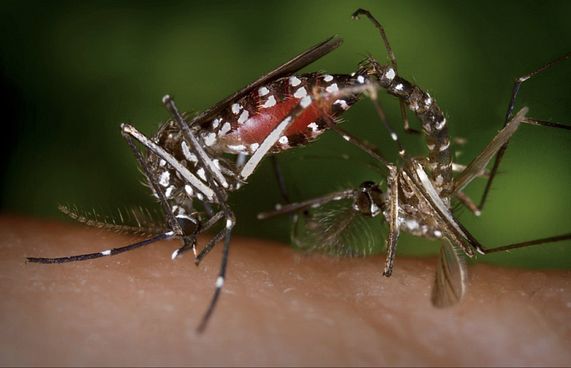 އެންމެ އާއްމު ރޮނގުދެމި މަދިރިން ވެސް ޒިކާ ފެތުރިދާނެ