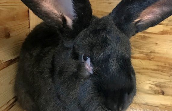 އެންމެބޮޑު އެއް މުސަޅު ފްލައިޓްތެރޭ މަރުވެއްޖެ