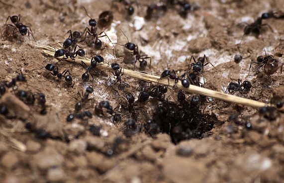 ވިސްނާ ހޯދާށެވެ. ހިކުމަތްތެރިކަން ހާމަ ވާނެ އެވެ.