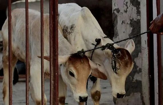 ގެރި ކަތިލުން މަނާ ގާނޫނު ސުޕްރީމް ކޯޓުން ހުއްޓުވައިފި