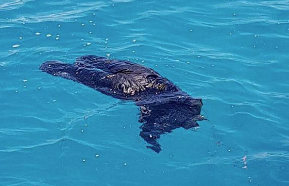 މަރުވެފައިވާ މީހެއްގެ ހަށިގަނޑު ފެނިއްޖެ