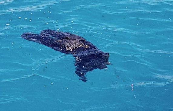 މަރުވެފައި އޮއްވާ ފެނުނީ ކާކުކަން ދެނެއެއް ނުގަނެވޭ