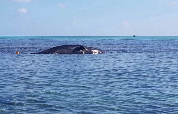 ހަތަރު ދުވަސްވީއިރު ބޮޑު މަސް ނައްތާނުލެވުނު