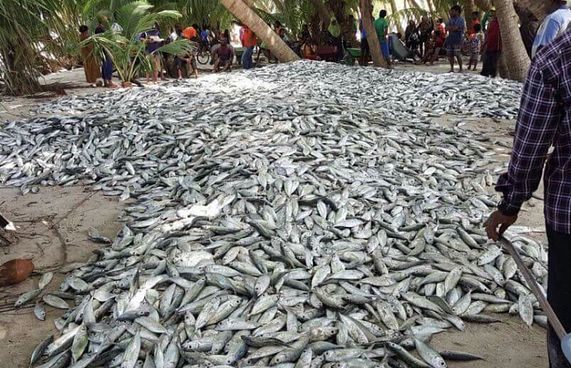 މަގޫދޫ ފަޅުތެރޭން 55،000 މުށިމަސް ހިފައިފި