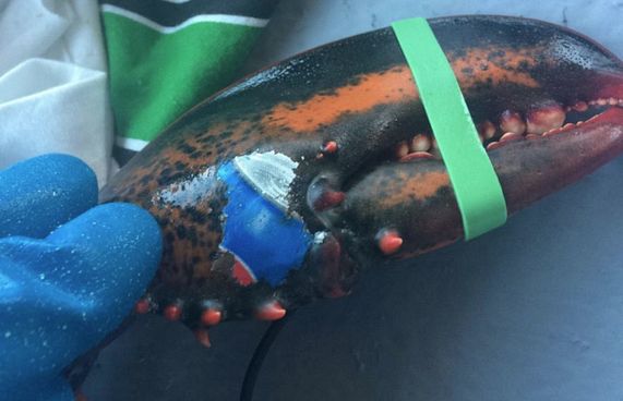 ލޮބްސްޓާގެ ޕެޕްސީ ޓެޓޫއާ އެކު ކަނޑުތަކުގެ ކުނީގެ މައްސަލަ