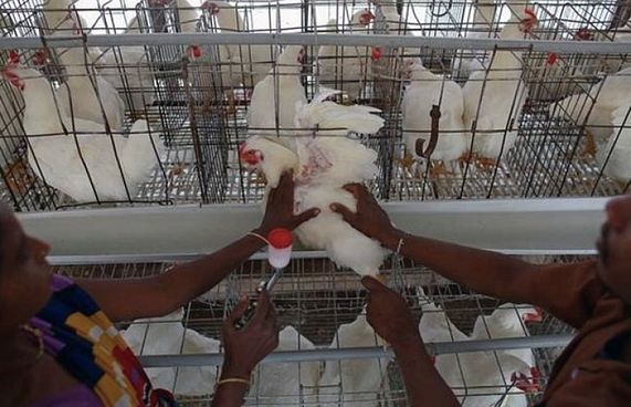 ދޫނި ރޯގާ އުޅޭތީ އިންޑިއާގެ ކުކުޅު ސައުދީ އަށް މަނާ