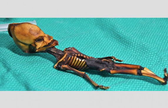 އޭލިއަންއެެއް ކަމަށް ބުނި ހަށިގަނޑުގެ ހަގީގަތަކީ ކޮބާ؟