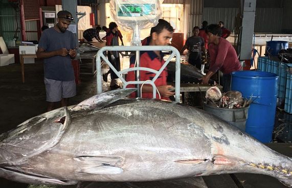 ލޭނު އެޅުމުން ގެއްލުންވާނެ: ނަޝީދު