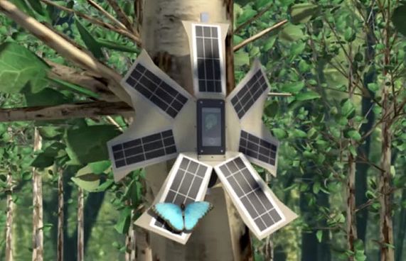 މުސްކުޅި ސެލް ފޯނުތަކުން ޖަންގަލި ހިމާތްކުރަނީ