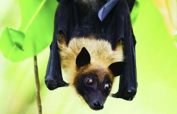 ނިޕާ ވައިރަސް ފަތުރާ ވާ ރާއްޖޭގައި އުޅޭ: އެޗްޕީއޭ