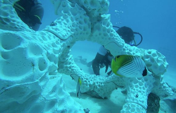 ސަމާ އައިލެންޑް ރިސޯޓުގައި މަސްނޫއީ ފަރެއް ހަދައިފި