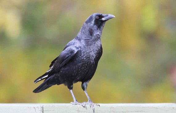 ފްރާންސްގެ ތީމް ޕާކެއް ސާފުކުރަން ކާޅުތަކެއް ނެރެނީ