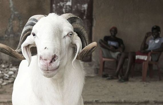 އީދުގައި ގެރި ކައްކާ އިރު ދަރުބޭނުން ކުރުން މަދުކުރަން އެދިއްޖެ