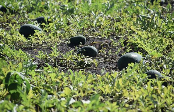 ޕެސްޓިސައިޑްގެ ބިލް މަޖިލިހުން ފާސްކޮށްފި