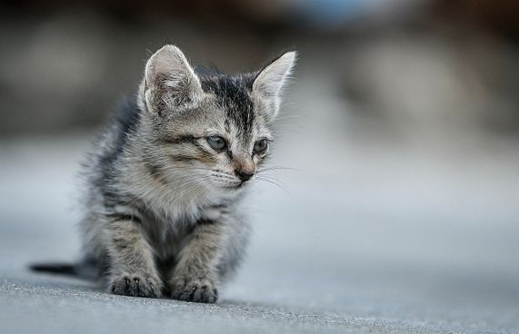 ގޭގައި ގެންގުޅޭ ޖަނަވާރުތައް ރަޖިސްޓްރީކުރާގޮތަށް ހަދަނީ