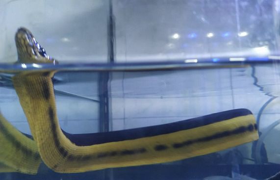 ވިހަގަދަ ކަނޑު ހަރުފައެއް މަކުނުދޫން ފެނިއްޖެ