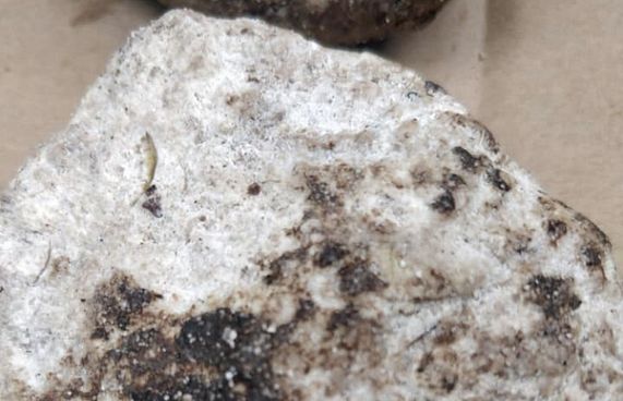 އިންނަމާދޫ ބަޔަކު ހޮވި އެކަތި މާވަހަރަކަށް ނުވި