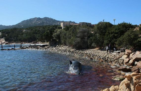 މާބަނޑު ބޮޑުމަހެއްގެ ބަނޑުގައި 22 ކިލޯގެ ޕްލާސްޓިކް