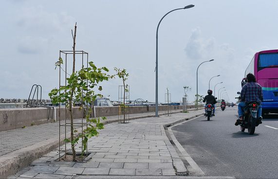 އެތައް ހާސް ގަހަކާ އެކު މާލެ ފެހިކޮށްލަނީ