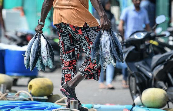 މަސް އެކްސްޕޯޓުކޮށްގެން 21.8 މިލިއަން ޑޮލަރު!