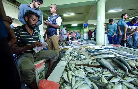 ދަގަނޑު ޖަހައިގެން މަސްހިފުން މަނާކުރުމާ ހިޔާލު ތަފާތު