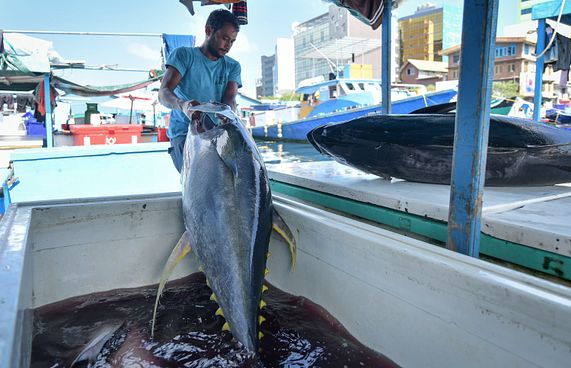 ކަންނެލި ގަންނަނީ 30 ޕަސެންޓް އަގުދަށްކޮށް: ބިގްފިޝް