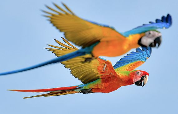 ފެރިދޫގައި ދޫނިސޫފާސޫފި ގެންގުޅޭ ނަމަ ފީއެއް ނަގަނީ