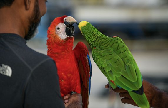 ނެތިދިއުމުގެ ބިރު ހީވާ ދިރޭތަކެތި ބަލާނެ މިންގަނޑެއް