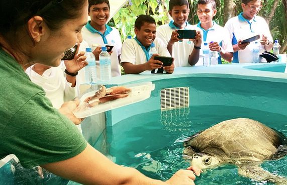 ކޮކޯ ޕާމްގެ ވެލާތައް ބަލަހައްޓަދޭނެ މީހަކު ބޭނުންވެއްޖެ