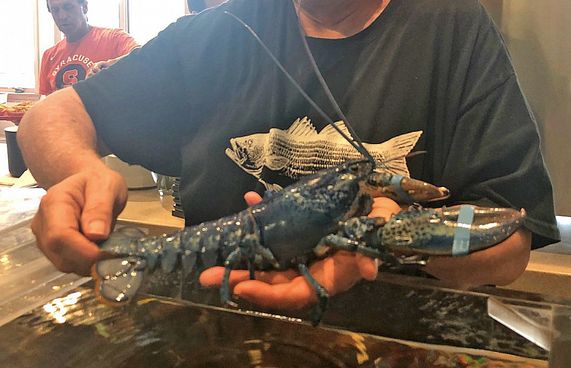 ނޫ ކުލައިގެ ނާދިރު އިއްސެއް