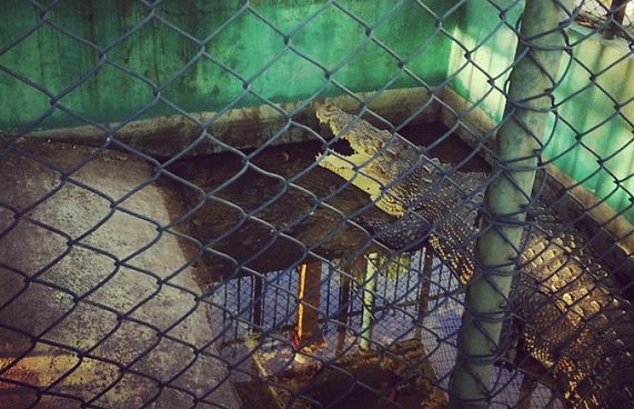 ކިނބުލަށް ވީ ގޮތެއް ބަލާނަން: އެމްއެންޑީއެފް