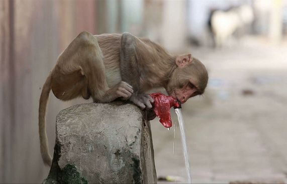 ސްމާޓް މަކުނެއް، އިންސާނުންނަށް ފިލާވަޅެއް