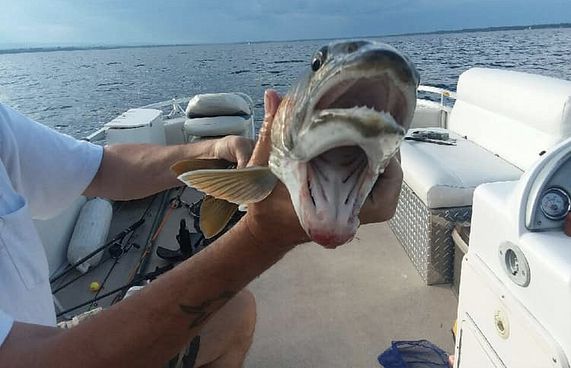 ދެ އަނގަ ހުރި މަހެއް ބާނައިފި