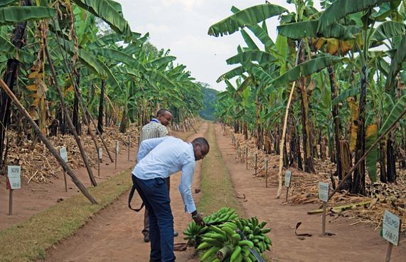 މޫސުމަށް އަންނަ ބަދަލުތަކުން ދޮންކެޔޮ ހުސްވެދާނެ