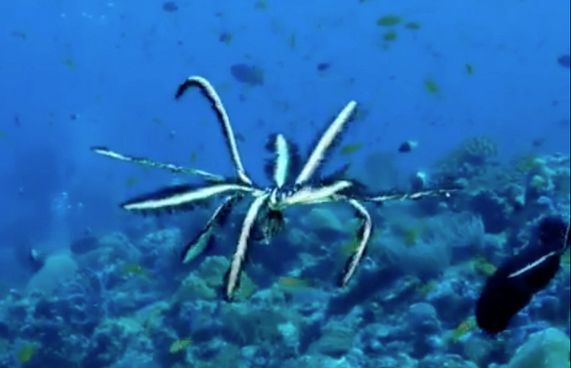 ސްޓާފިޝް ފީނާ މި މަންޒަރު އެހާމެ ހިތްގައިމު!