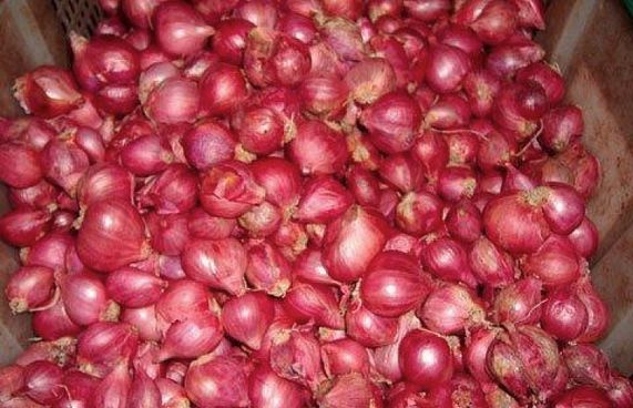 އެސްޓީއޯ އިން ރޯދަމަހަށް ފިޔާ ކިލޯއެއް 9ރ. އަށް