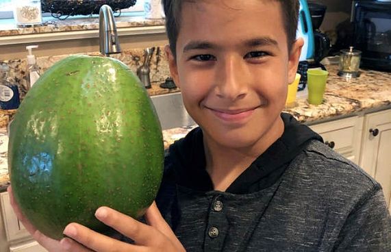 އެންމެ ބަރު އެވޮކާޑޯގައި ދެ ކިލޯ